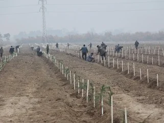 Yevlaxda qurumuş 30 hektar sahədə yeni meşə salınır