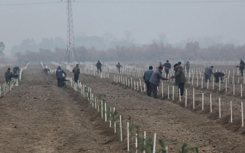 Yevlaxda qurumuş 30 hektar sahədə yeni meşə salınır FOTOLAR