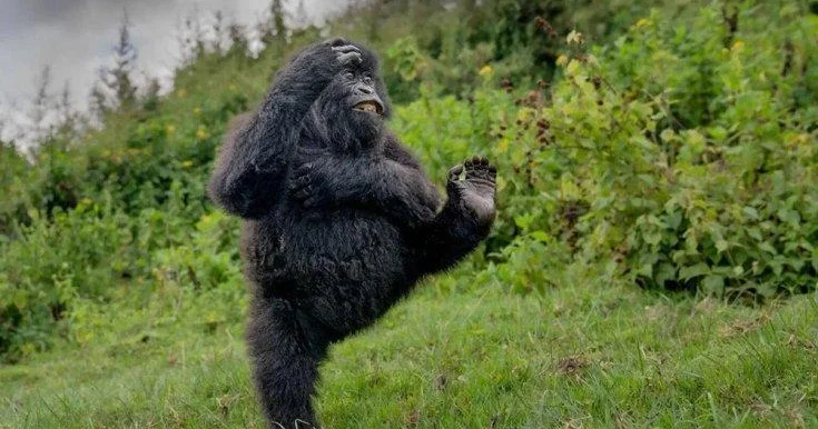 Bu ilin ən gülməli fotosu