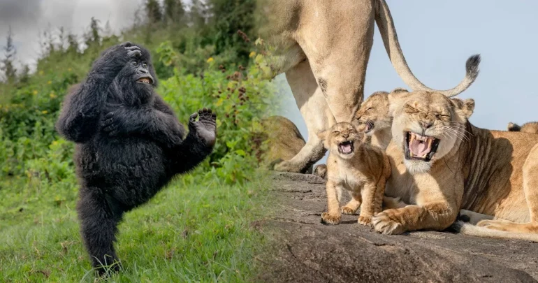 2025 ci ilin ən gülməli vəhşi təbiət FOTOLARI