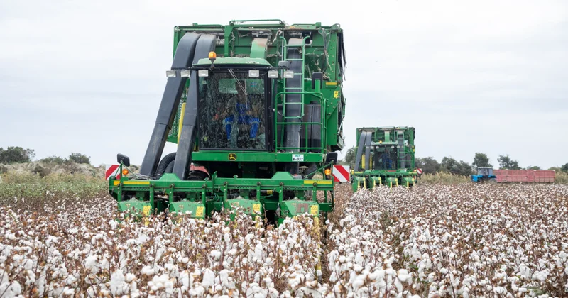Respublikada pambıq yığımı yekun mərhələyə çatır FOTO