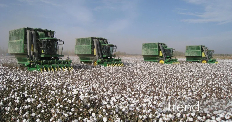 В Азербайджане зафиксирован самый высокий показатель урожайности хлопка с 2000 года