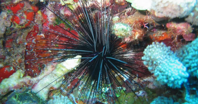 Alimlər həyəcan təbili çalır: Dəniz pandemiyası dəniz kirpilərini məhv edir