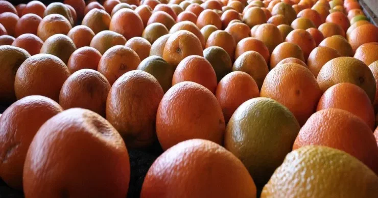 Orqanizmi soyuqdan qorumaq üçün nə yemək lazımdır?