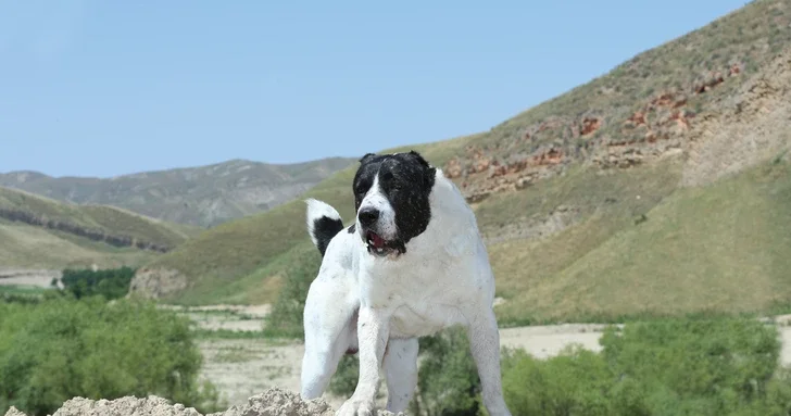 ЮНЕСКО признал разведение алабаев нематериальным культурным наследием