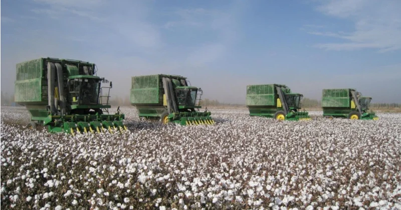 Azərbaycanda pambıq yığımı ilə bağlı son vəziyyət açıqlandı