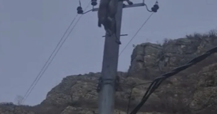 Kəlbəcərdə dağkeçilərinin tələf olmasının səbəbi bilindi