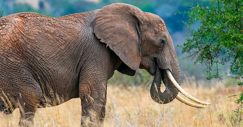 Tullanmağı bacarmayan yeganə məməli Fillər