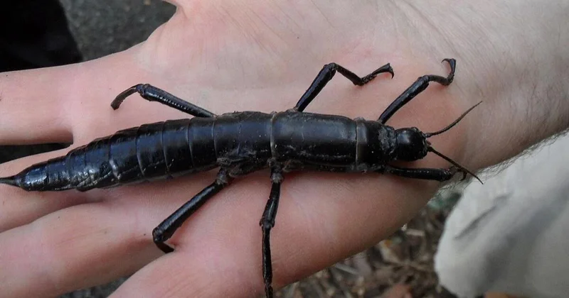 Это насекомое более 70 лет считалось вымершим, пока ученые случайно не обнаружили его
