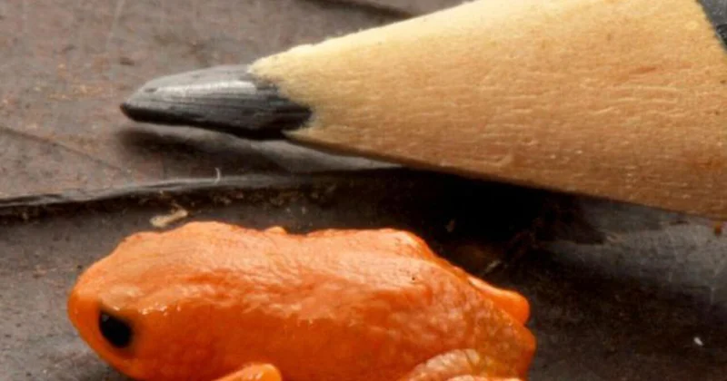 В Бразилии открыли новый вид лягушек