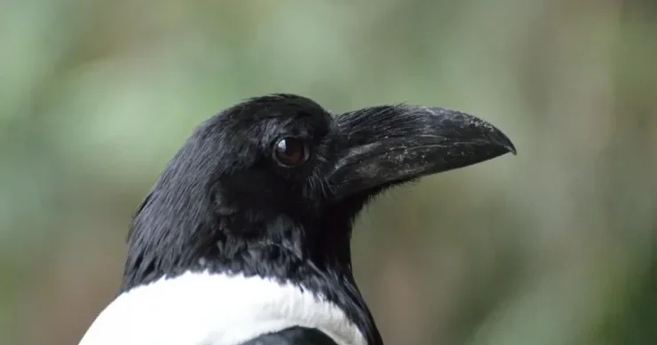 Qarğalar insan üzünü tanıyır və illərlə kin saxlayırlar