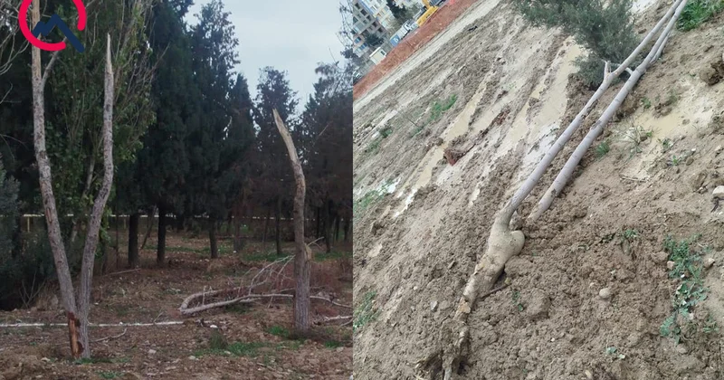 Dərnəgüldə ağaclara qənim kəsilən kimdir? Fotolar