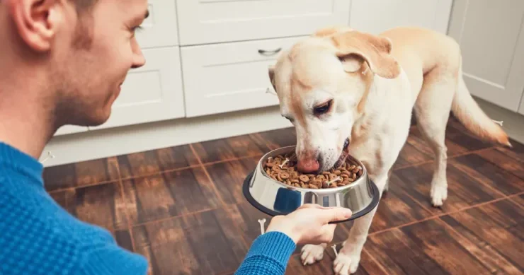 İtlər üçün marixuana əlavələri: Aqressivlikləri azalacaq