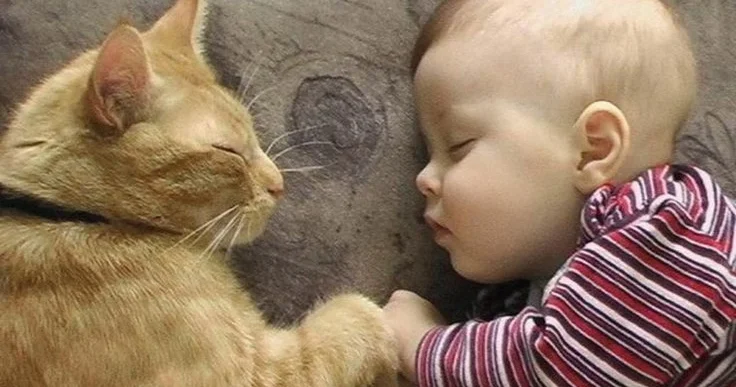 Azərbaycanda pişik körpəni belə xilas edib DETALLAR