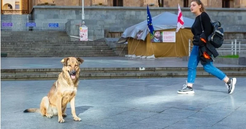 Gürcüstan heyvanların qorunması ilə bağlı sərt qaydalar qəbul etdi