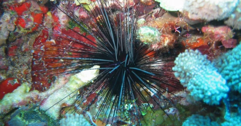 Alimlər həyəcan təbili çalır