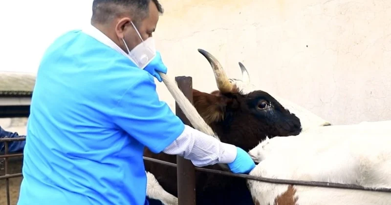 Dabaq xəstəliyi ilə bağlı peyvəndləmə işləri davam edir FOTOLAR