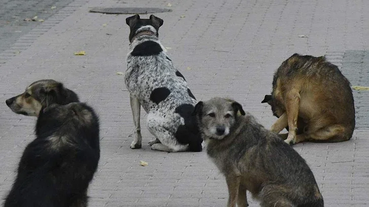 Жители гянджинского поселка боятся выходить из дома изза бродячих собак Новости Азербайджана