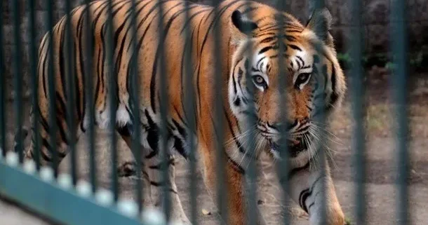 Pələng uşağa hücum ETDİ