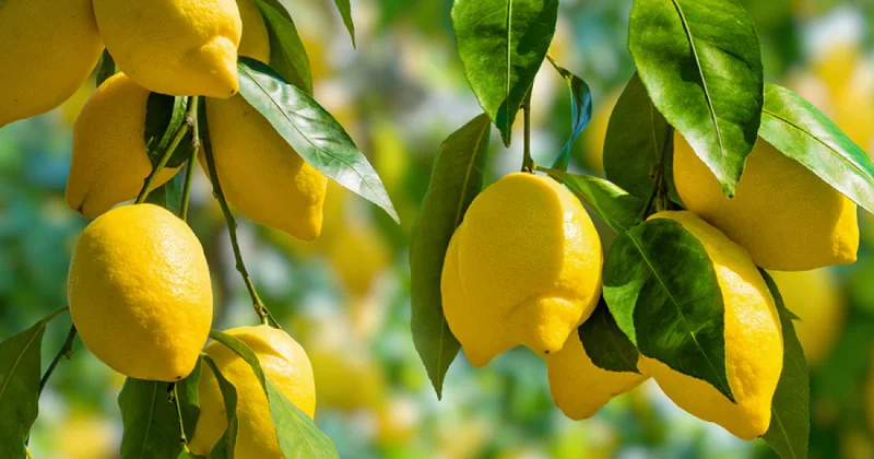 Экономист разъяснил, почему в Азербайджане дорожают цитрусовые