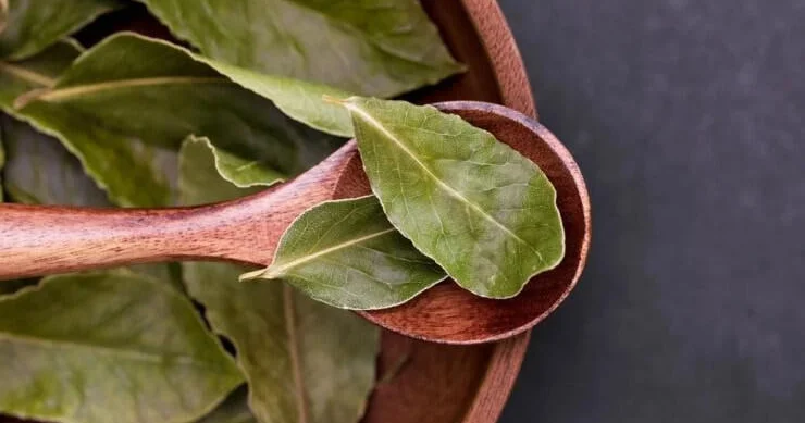 Dəfnə yarpağının bilmədiyimiz FAYDALARI