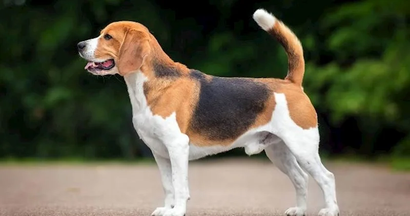 Alimlər itlərin “insan yaşını” tapmaq üçün yeni düstur yaradıblar