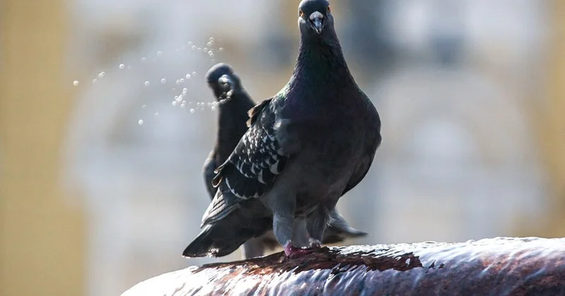 Ученые: Птицы могут быть гораздо сознательнее , чем принято думать