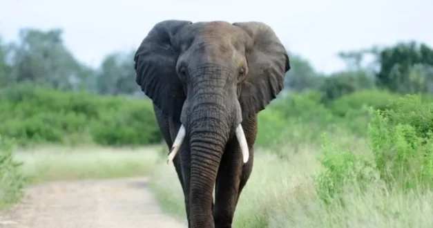Hindistanda vəhşi fil yeni il bayramı zamanı 20 nəfəri öldürdü