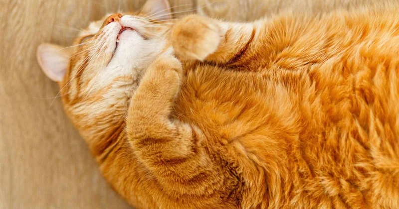 Pişiyiniz niyə kölgəniz kimi hər yerdə arxanızca gəlir? Mütəxəssislərin açıqlaması