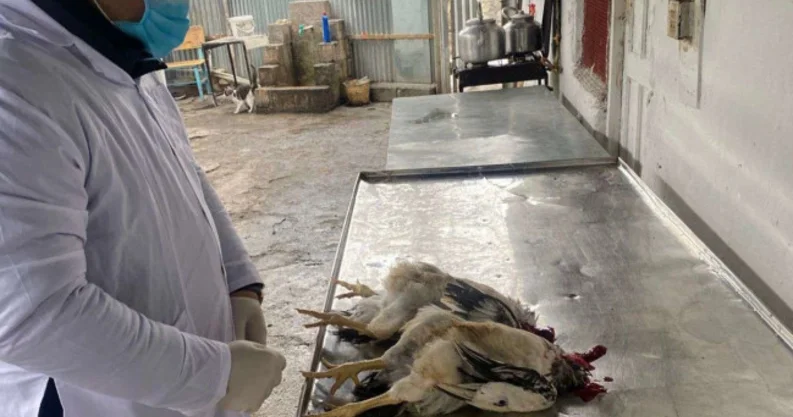 İsmayıllıda qanunsuz fəaliyyət göstərən quş kəsimi sexi aşkarlanıb