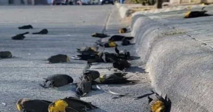 Tükənmiş quşlar göydən düşür: dünyanın ən isti şəhəri haqqında nə məlumdur?