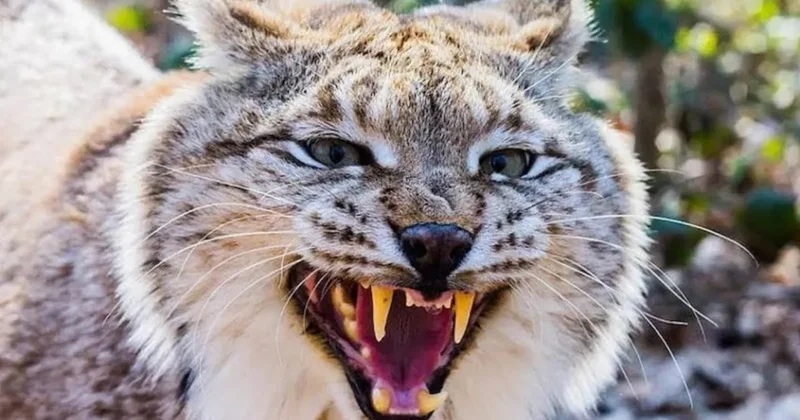 Бешеная рысь напала на ребёнка в России: ВИДЕО