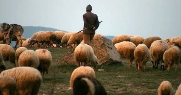 В Азербайджане похищен скот на полмиллиона манатов