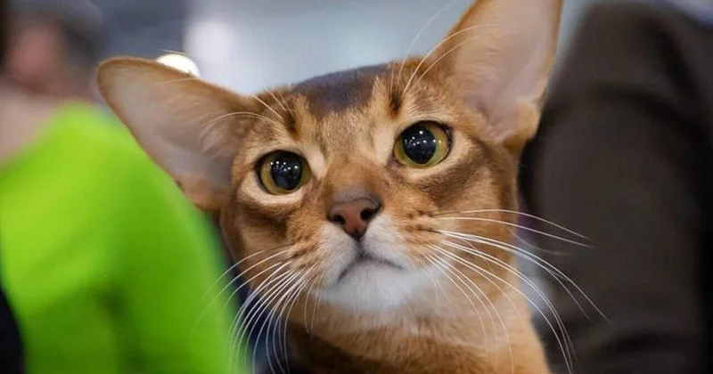 Кота из России признали самым красивым в мире