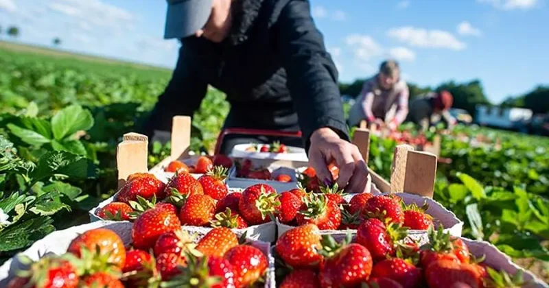 Граждан Таджикистана предупредили о мошенничестве с работой в Великобритании