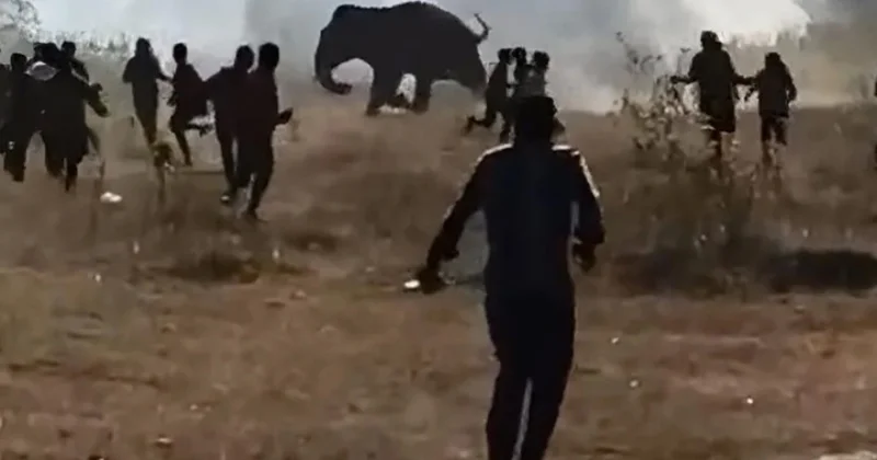 Hindistanda azı 20 nəfəri öldürən filin axtarışları davam edir