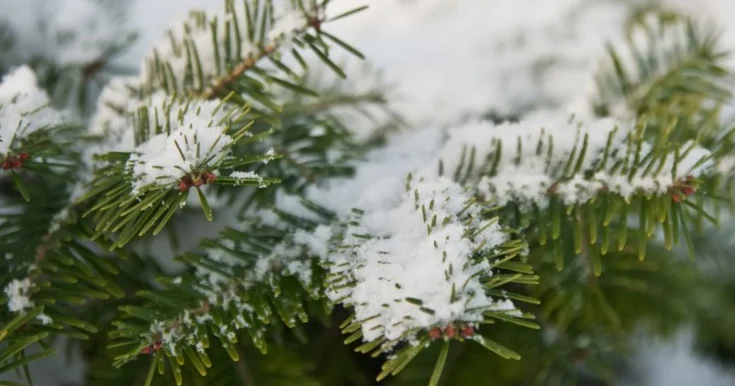 Güclü külək, yağış, qar...