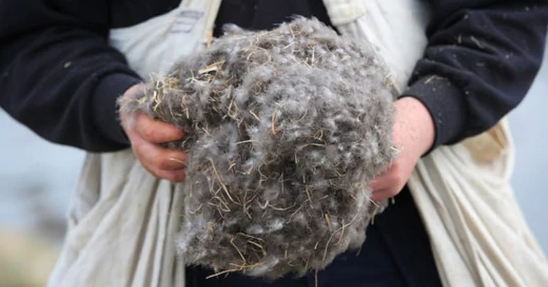 Qızıldan baha tük: 1 kiloqramı 5 min dollar olan təbiət möcüzəsi