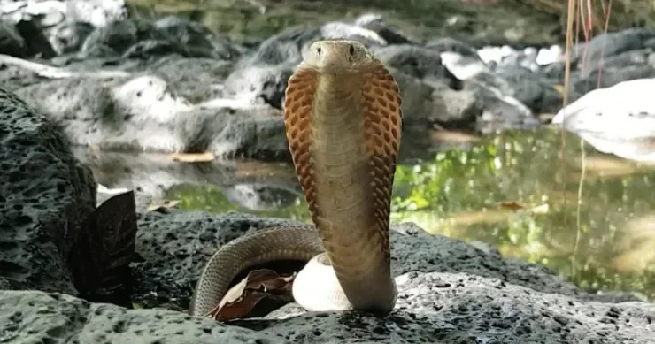 Bu ilanlar insanı sancmadan belə kor edə bilər: Bu, necə mümkündür