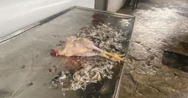 В Исмайыллы выявлен незаконно действующий цех по забою птицы