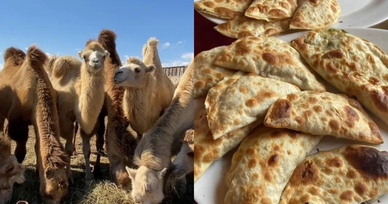 O qutabların tərkibində dəvə ətinin olması ehtimalı sıfırdır Ağa Salamov