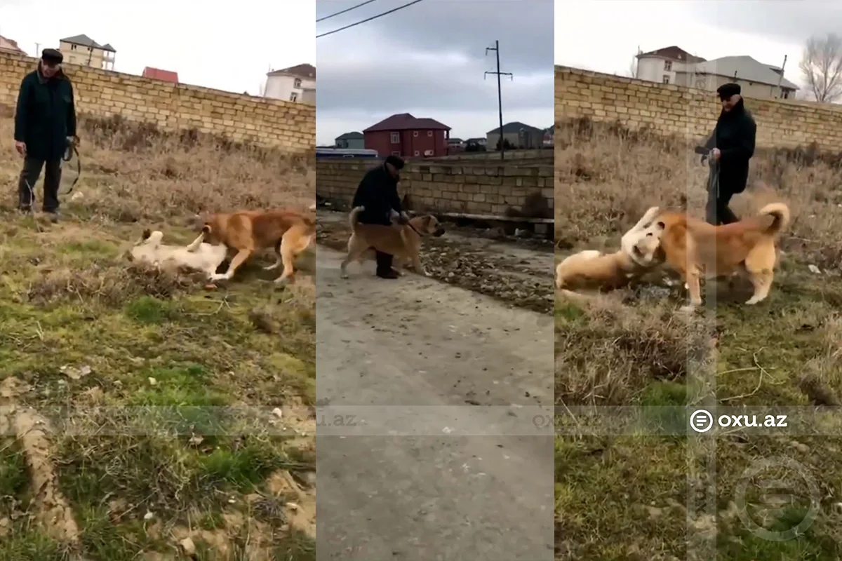 İtləri dalaşdırıb, həzz aldılar: Polis hərəkətə keçdi