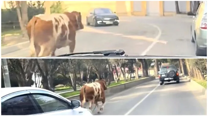 Bakıda “Qazel”dən yıxılan inək yol boyu qaçıb çətin anlar yaşatdı VİDEO