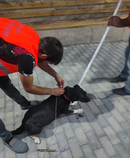 44 günlük savaşda erməniləri qovurdu, sonra Göyçayda “it tutan” işi verildi, amma... TUTDUĞU İTLƏRƏ GÖRƏ ONA ÖDƏNİLMƏLİ OLAN PULUNU ALA BİLMİR