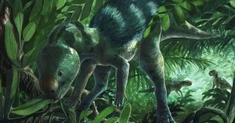 Toyuq boyda dinozavrlar Alimlərdən yeni kəşf