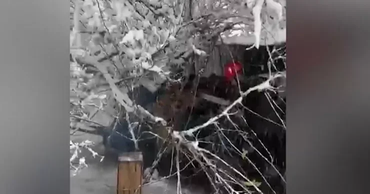 Cəlilabadda ağac qadının üstünə aşdı VİDEO
