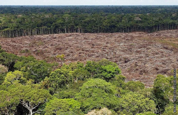 СМИ: В Бразилии ради COP30 вырублены километры лесов Амазонии