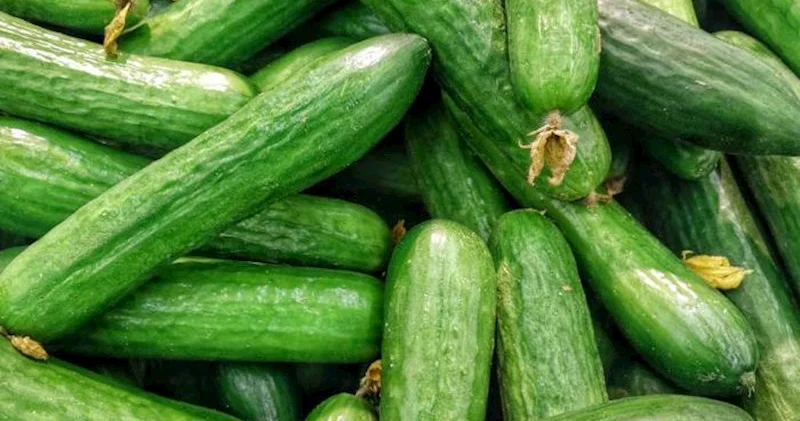 Azərbaycanda xiyar ən çox hansı rayonlarda yetişir? Tam siyahı