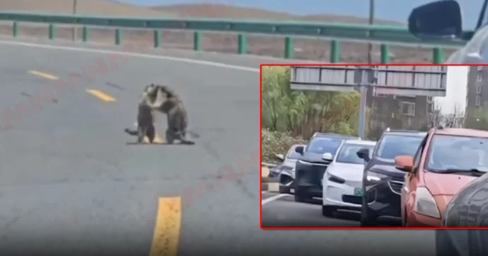 Dağ siçanları yolu bağlayıb dalaşdı, tıxac yarandı VİDEO