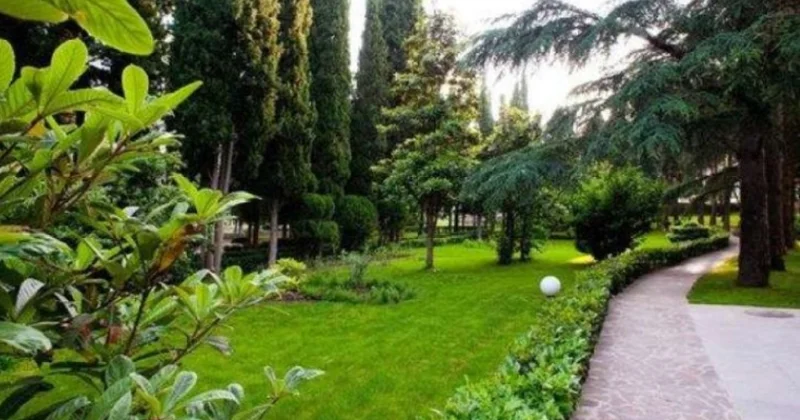 Əkin üçün ölkəyə gətirilən ağaclar və ot bitkiləri gömrük rüsumuna cəlb olunmayacaq